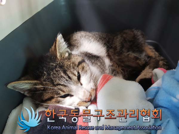 한국동물구조관리협회_441559202500134